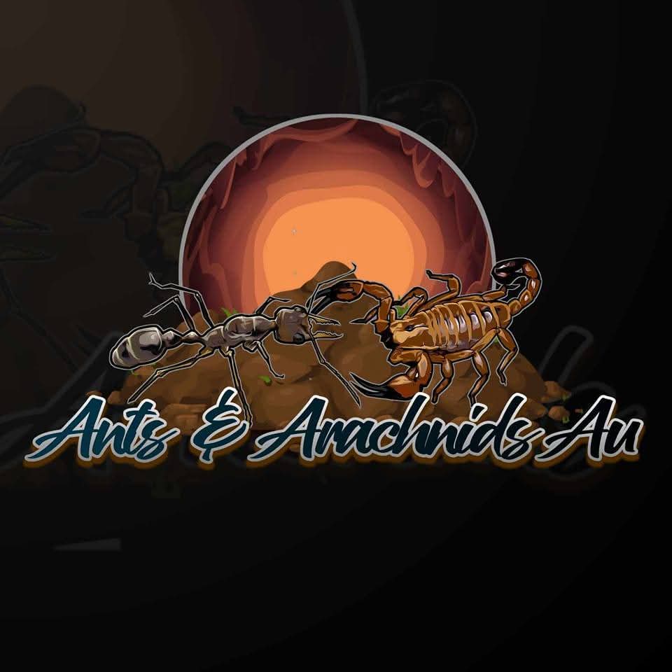 ANTS & ARACHNIDS AU